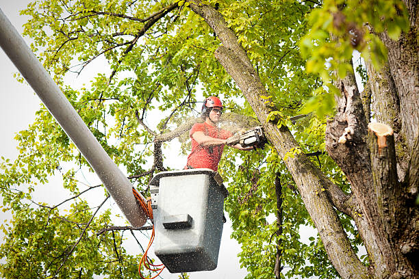 Why Choose Our Tree Removal Services in Taunton, MA?